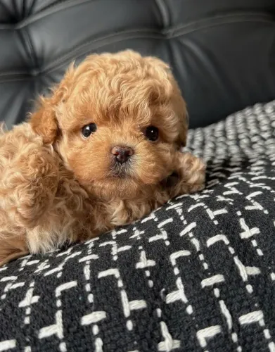 Poodle toy : Machinhos caramelo e champanhe