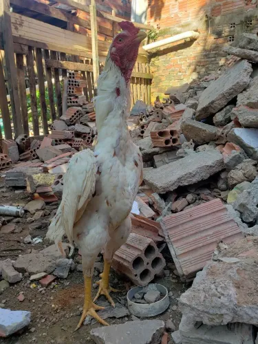 Frango Shamo