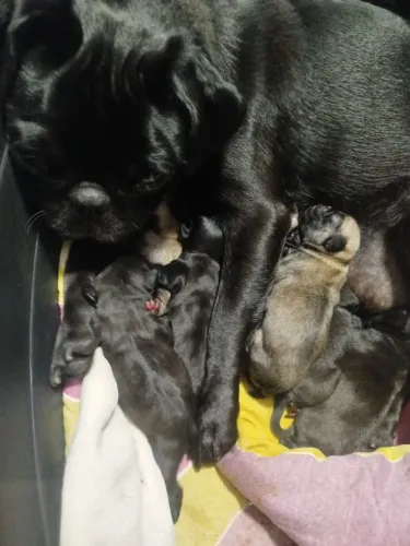 Vendo filhotes de pug