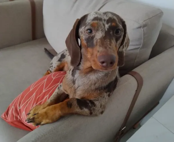 Dackshund Salsicha Macho p/ Cruza
