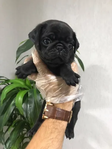 Pug Black - Fêmea disponível em nossa loja física com garantias de saúde em contrato-Dani