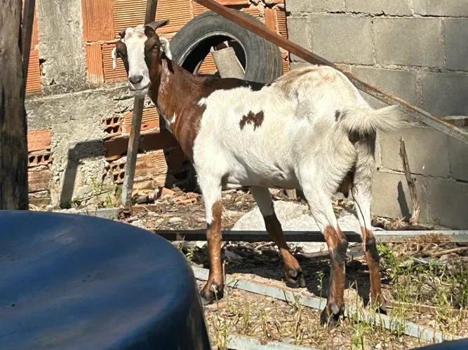 Cabras forte e saudável