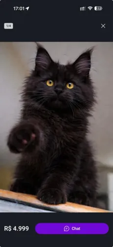 Maine Coon gato gigante