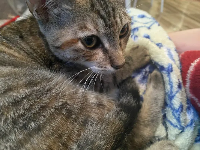 Doa - se gata com 6 meses