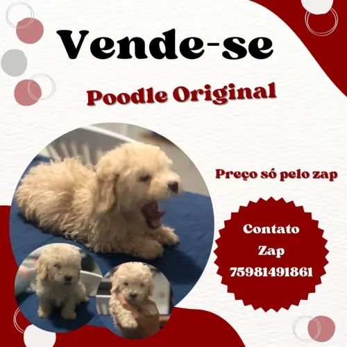 Filhote de Poodle 