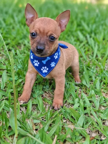 Filhote de Pinscher macho n1 entregamos!
