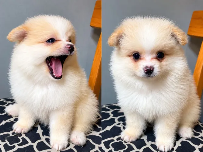 Filhotes Lulu da Pomerânia 