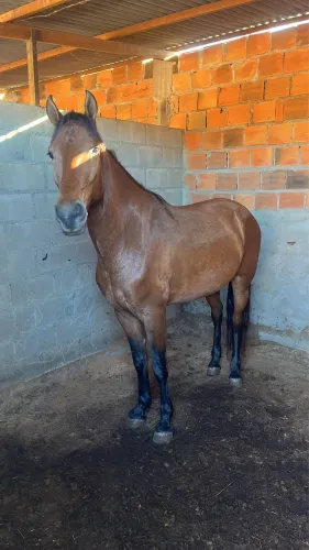 Cavalo registrado marcha picada