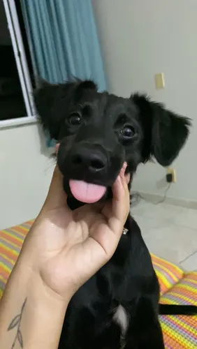 Doação Responsável - Cachorro Macho SRD (6 meses)
