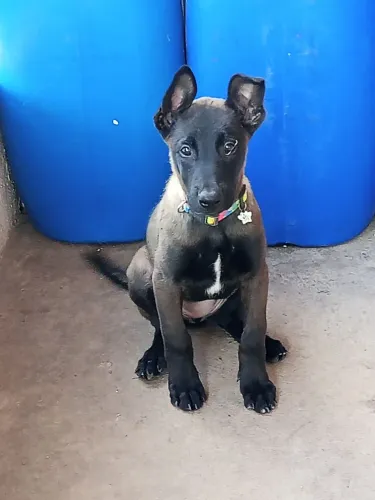Pastor Belga Malinois fêmea 