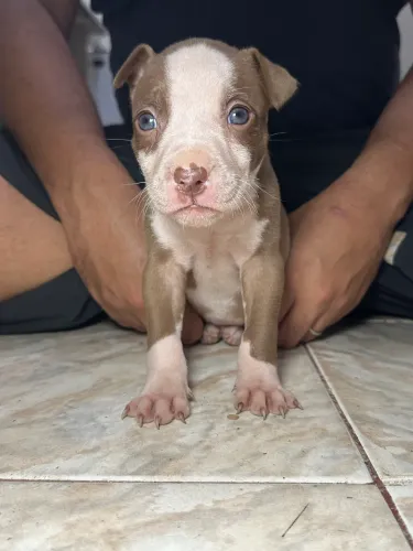 FILHOTES DE PITBULL - LINDOS, SAUDÁVEIS E MUITO BEM CUIDADOS