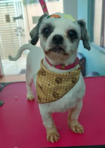 Cachorro