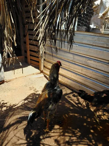 Vendo frangos índio gigante