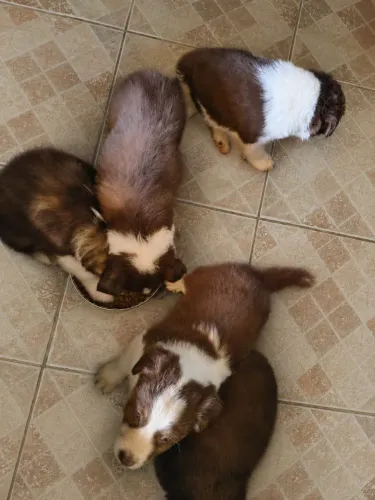 Animais de instalação