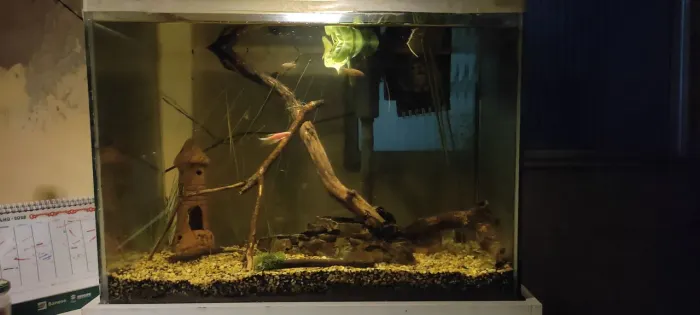 Aquário plantado 80Litros