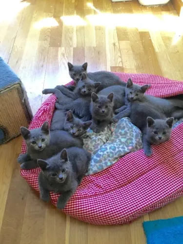 Russian Blue bebes