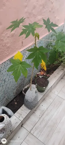 Mamão bonsai