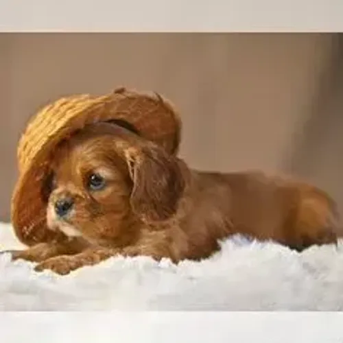 Cavalier King Charles Spaniel,Cavalier King Charles Spaniel Filhote Linda Linhagem Disponí