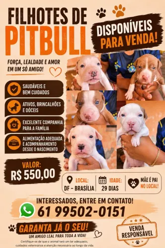 Filhote de Pitbull disponível 