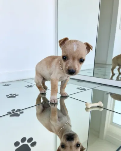 Pinscher Filhotes Saudáveis e Encantadores