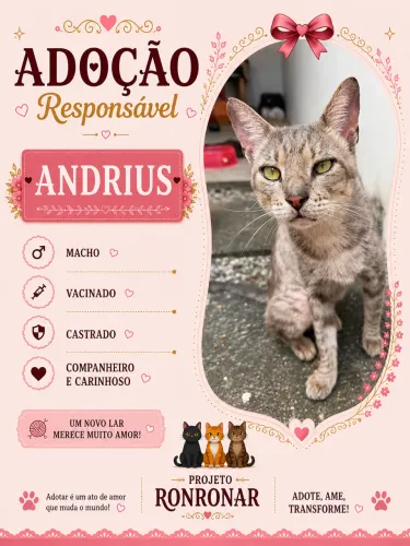Gato macho para adoção 