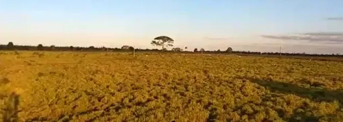 FAZENDA RONDON DO PARA