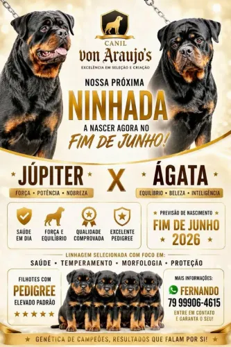 Filhotes de Rottweiler com Pedigree