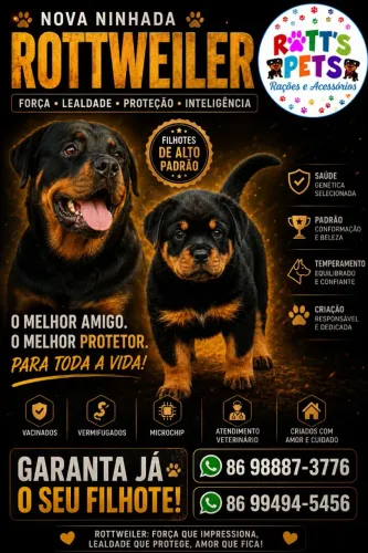 Rottweiler filhotes 