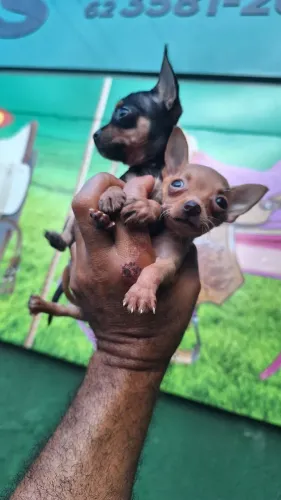 Pinsher n,o n1 e mini temos machos e fêmeas *  zap