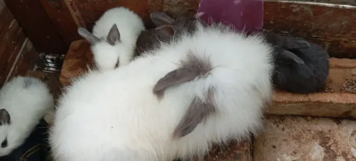 Filhote de Coelho da Raça Angorá