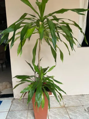 Plantas