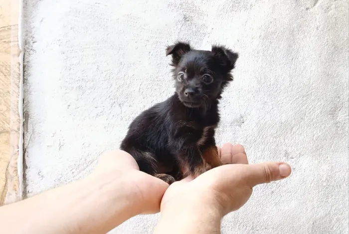 Pinscher n0 Zero c Chihuahua BEM MIUDINHA!!!