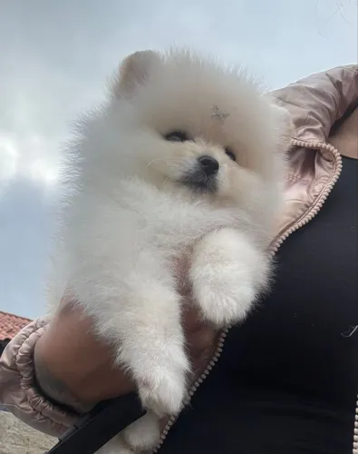 Cachorro Lulu carinho que reúne a família