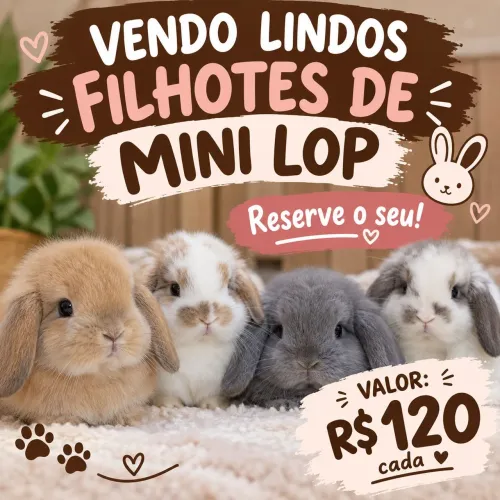 Vendo lindos filhotes de mini lop