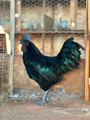 Dúzia de Ovos Férteis de Ayam Cemani