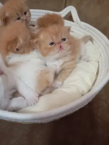Gatinhos persa