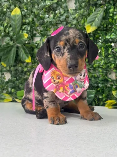 Dachshund pelo curto arlequim preta com prata