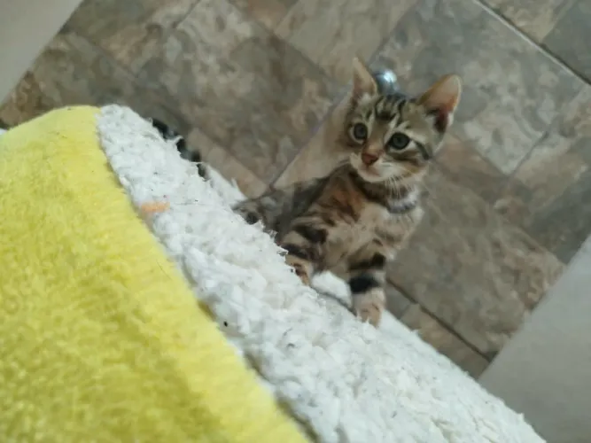 Filhote de gato bengal