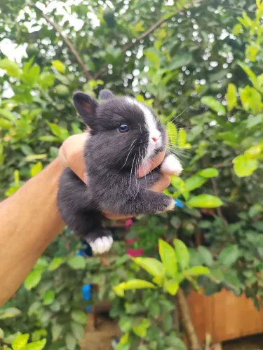 Coelho Anão - Netherland Dwarf 