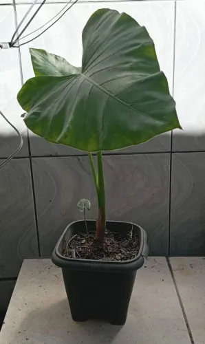 Vaso/ muda de Orelha de elefante/alocasia