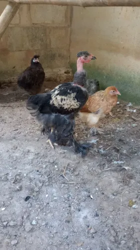 Frango Brahma polaco 
