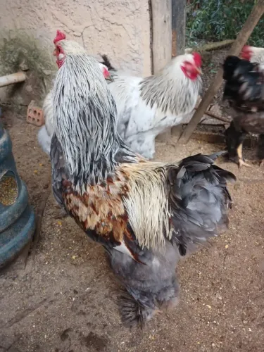 GALOS BRAHMA