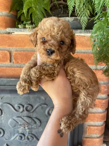 Poodle Toy - Conheça Nossos Filhotes