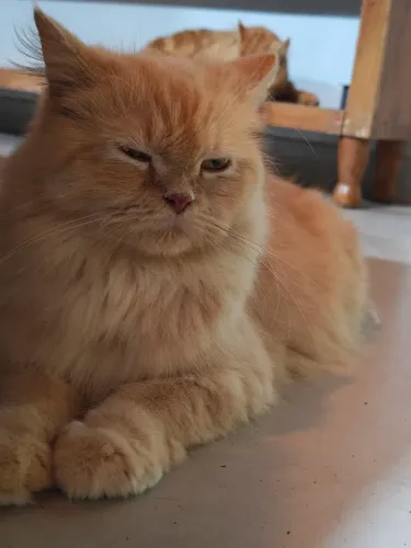Filhotes de gato persa "brit shot long hair"