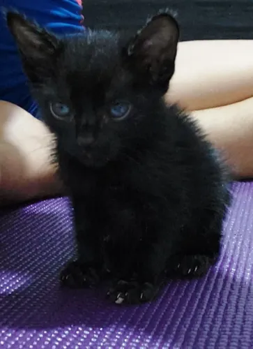 [ADOÇÃO RESPONSÁVEL] Gatinhas filhotes