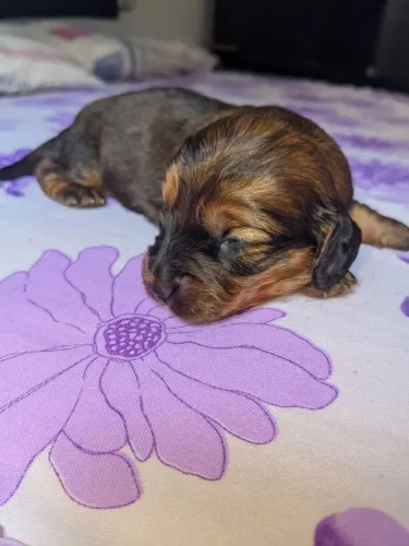 Dachshund