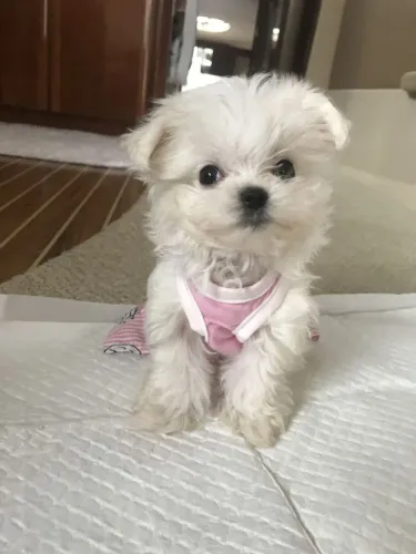 Maltês Um cachorrinho perfeito e pronto para fazer parte da sua rotina