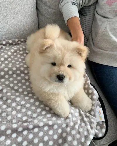 Filhotes de Chow Chow |Alegria pronta para chegar!