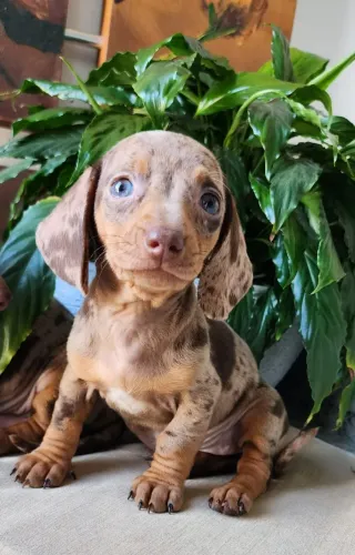 Dachshund - O famoso Mofadinho/Salsicha.