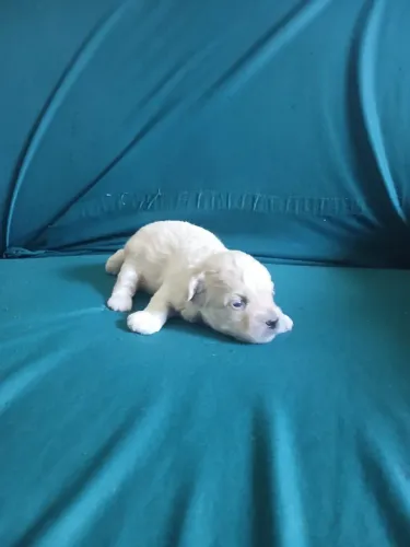 Poodle 